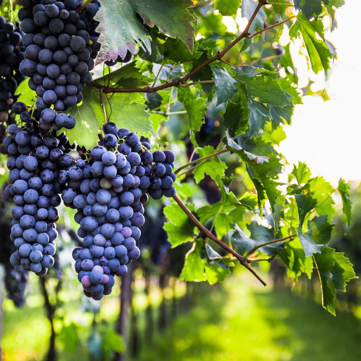 A close-up of deep purple grape clusters hanging from a vine, surrounded by vibrant green leaves, with rows of vineyards stretching into the distance under golden sunlight.
