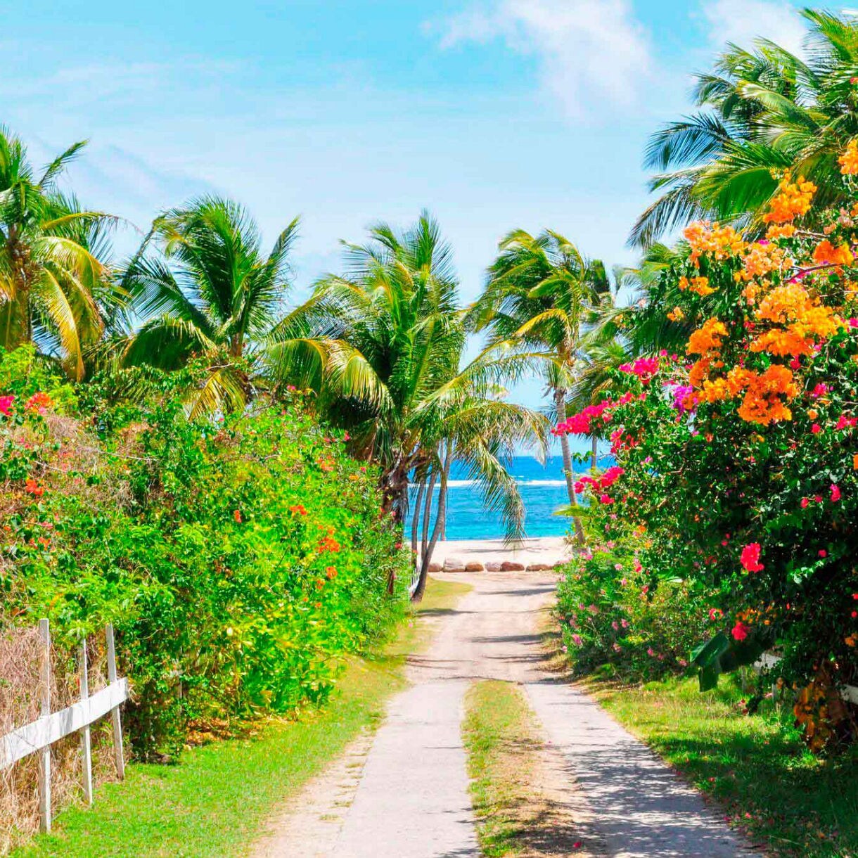 Tropical beach path lined with colorful bougainvillea flowers and palm trees leading to the ocean under a sunny sky.