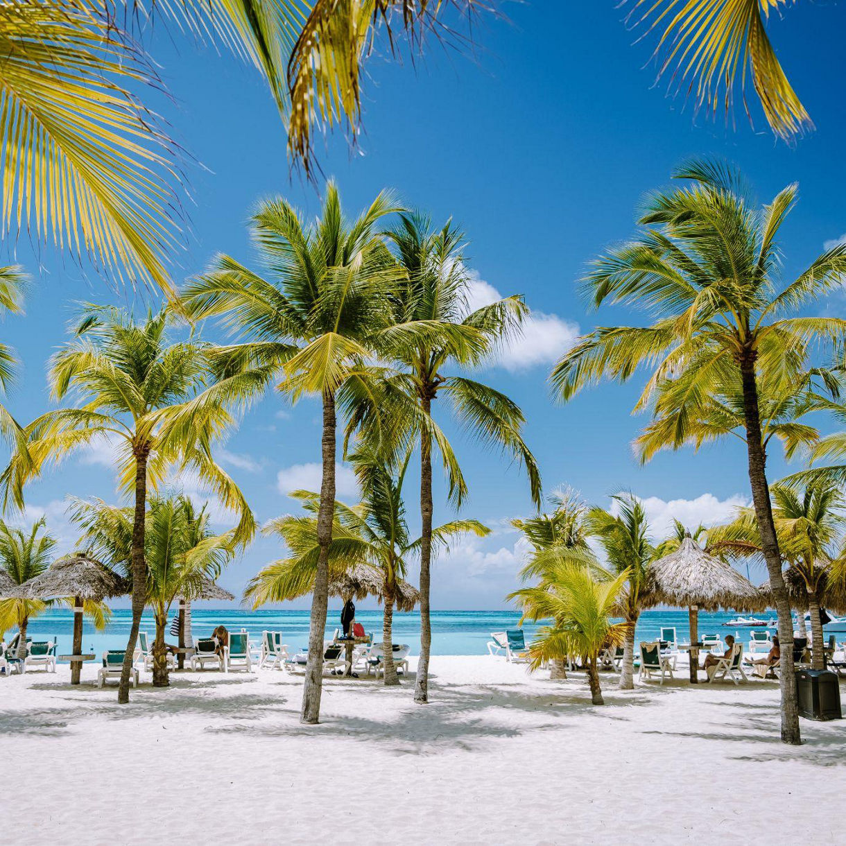 Tropical beach in Aruba with white sand, tall palm trees, lounge chairs and thatched umbrellas facing clear blue ocean water under a bright sky.