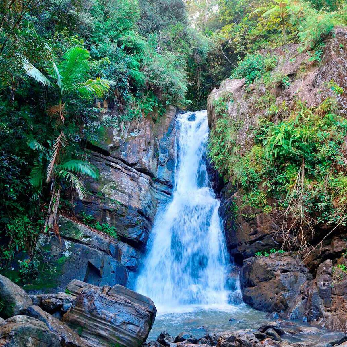 A waterfall in Puerto Rico surrounded by tropical forest.