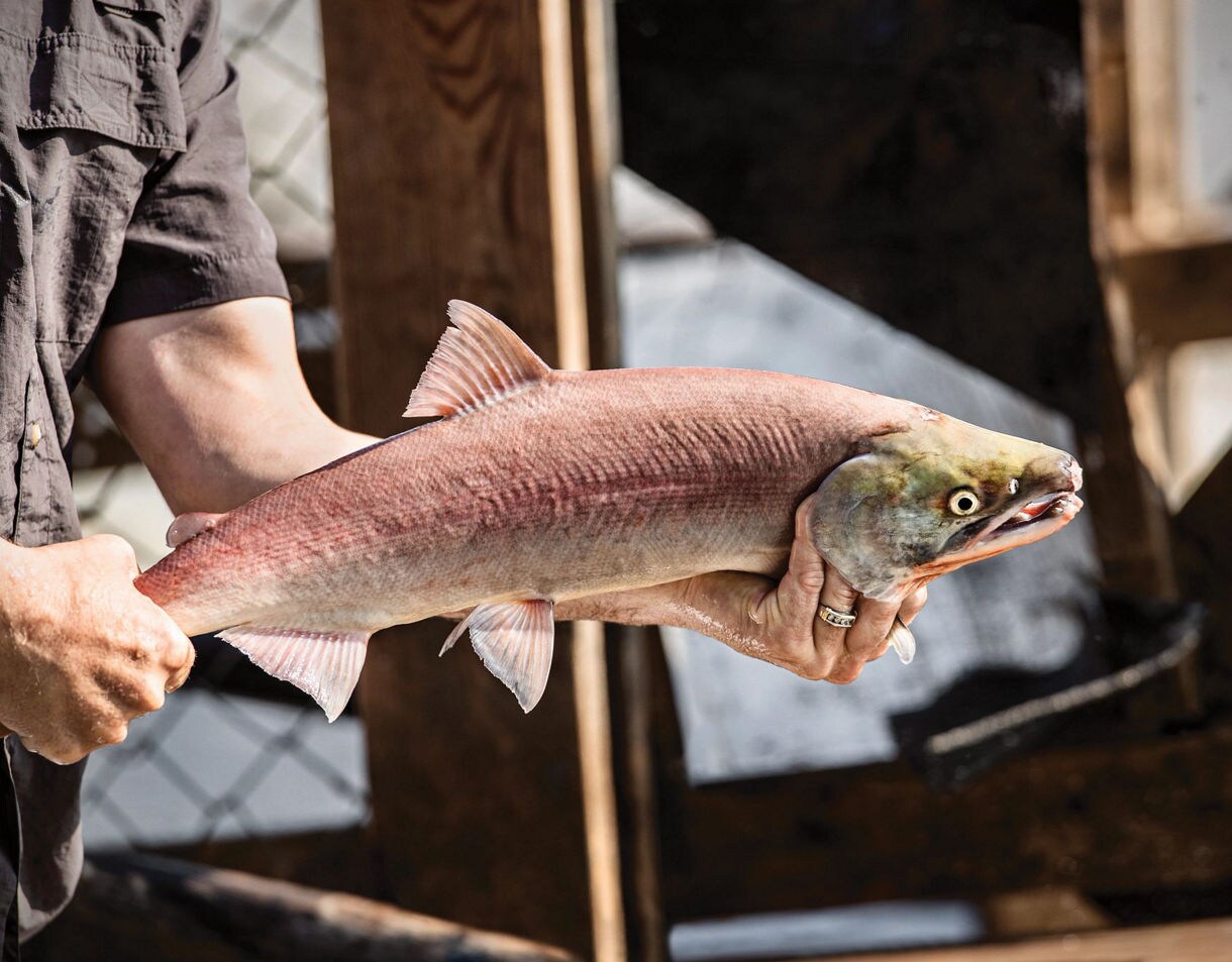 Close-up of hands holding a freshly caught silver salmon with distinctive pink coloring and visible scales against a blurred background.