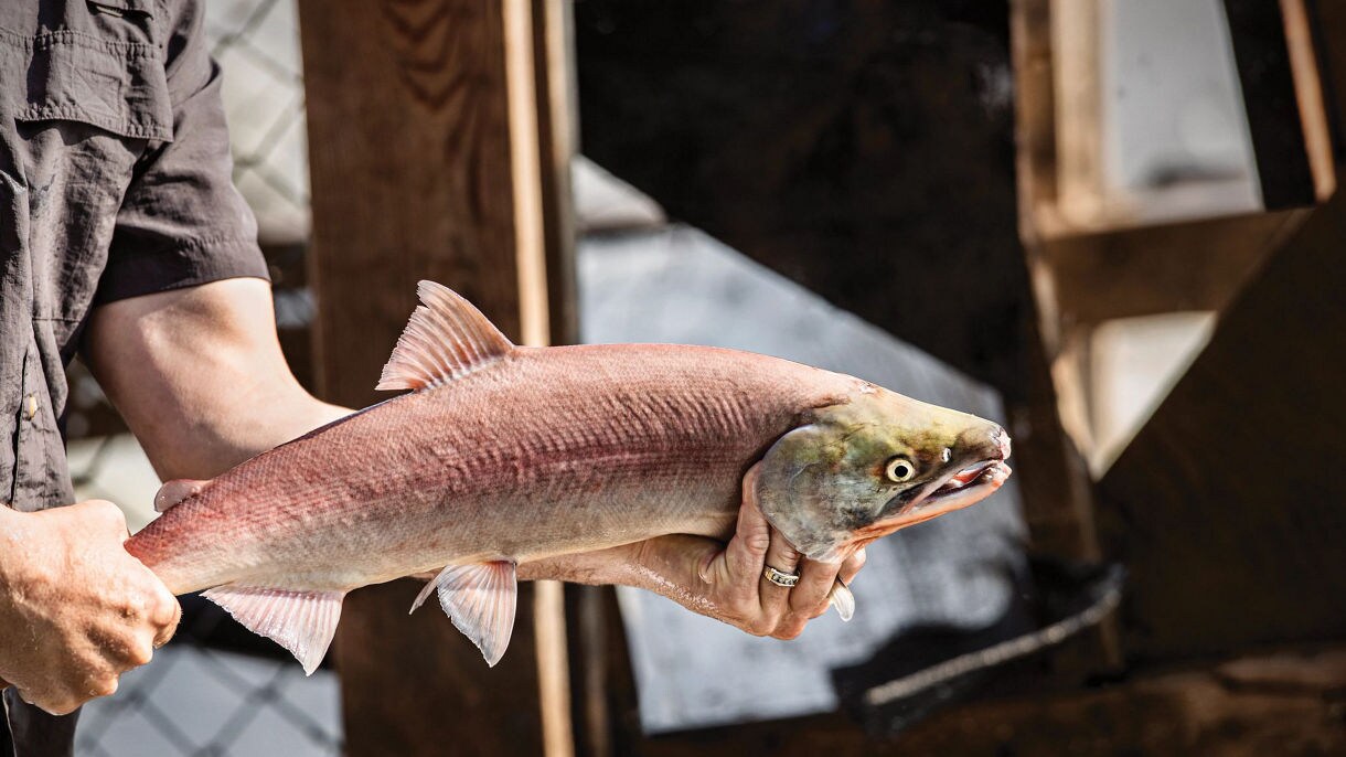 Fly fishing excursion 