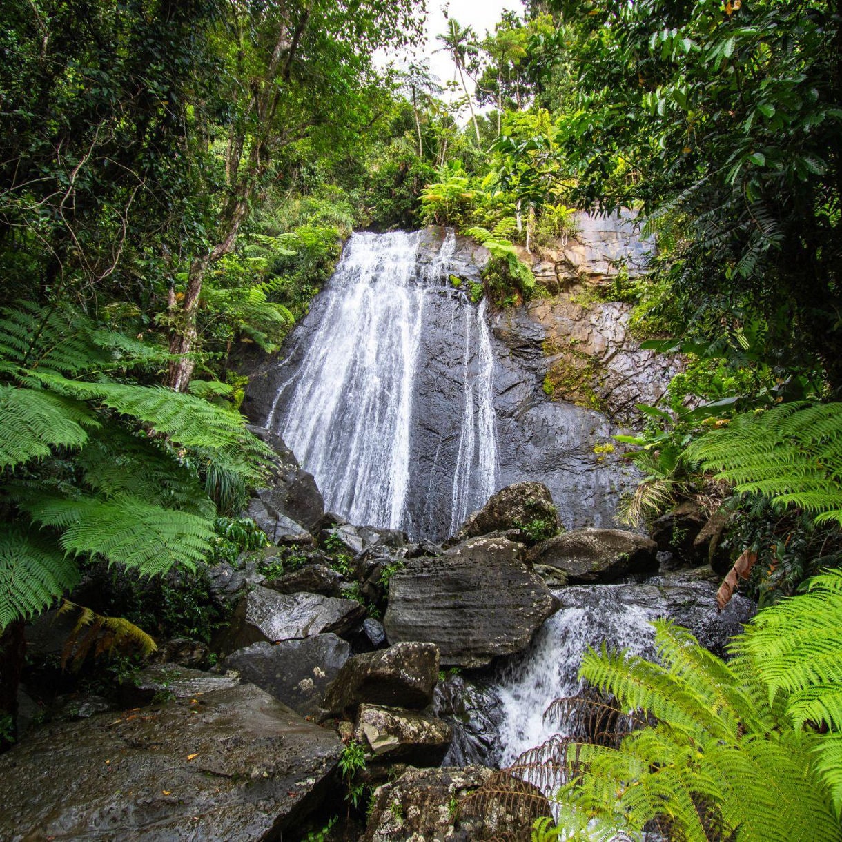 El Yunque National Rainforest Scenic Drive