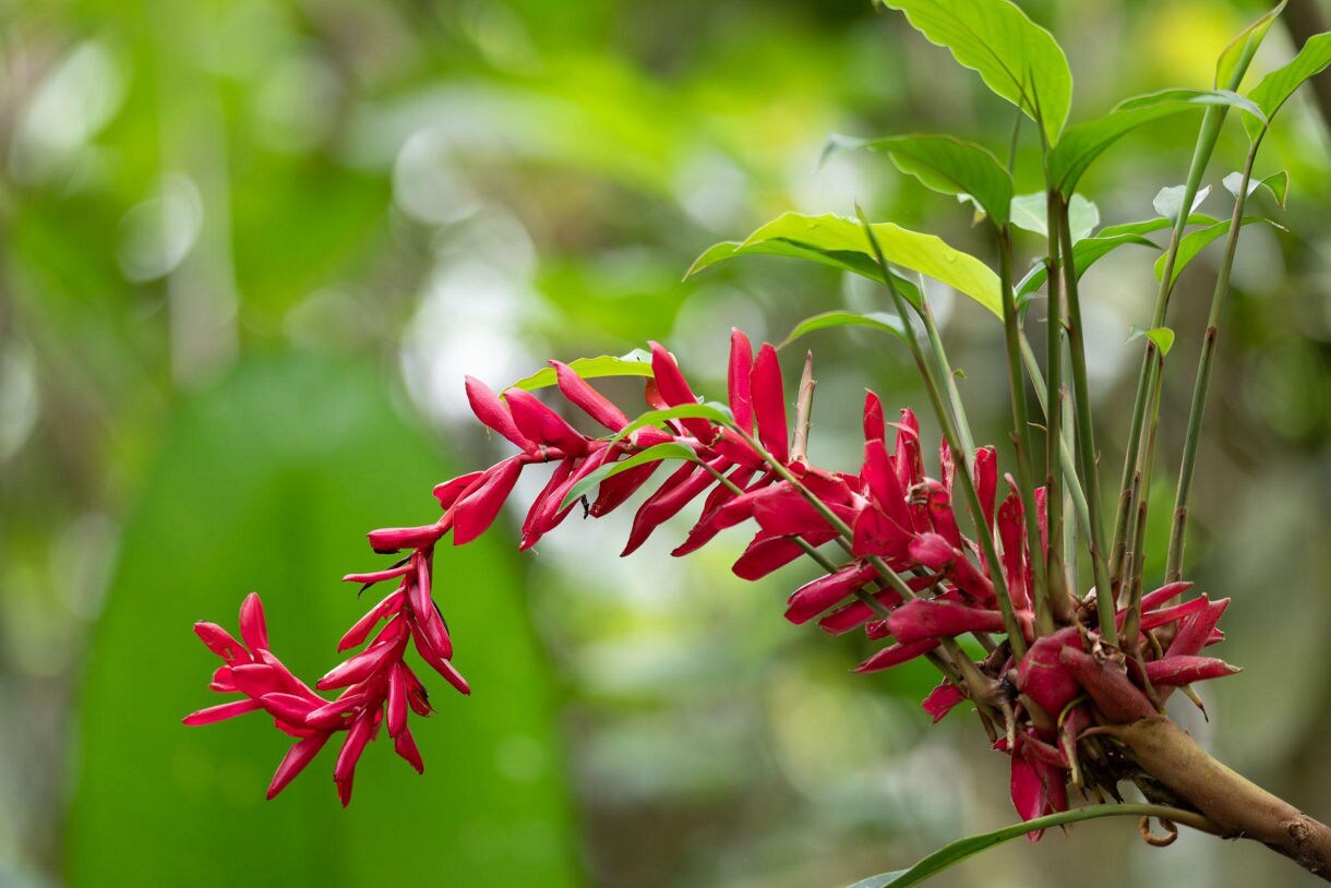 Caribbean Flowers You Need To See - Princess Cruises, image size:1220x814