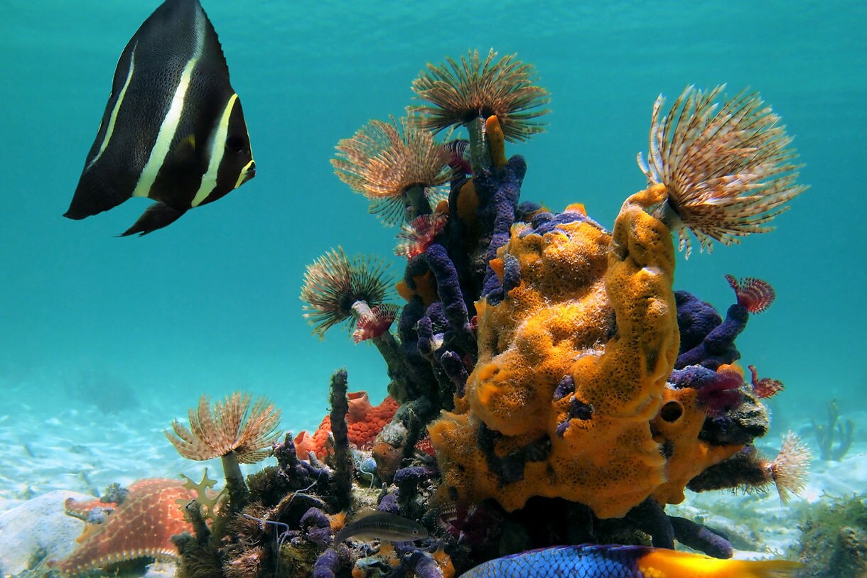 An underwater view of Caribbean marine life with colorful coral, a bright orange starfish, and tropical fish swimming around the reef. 