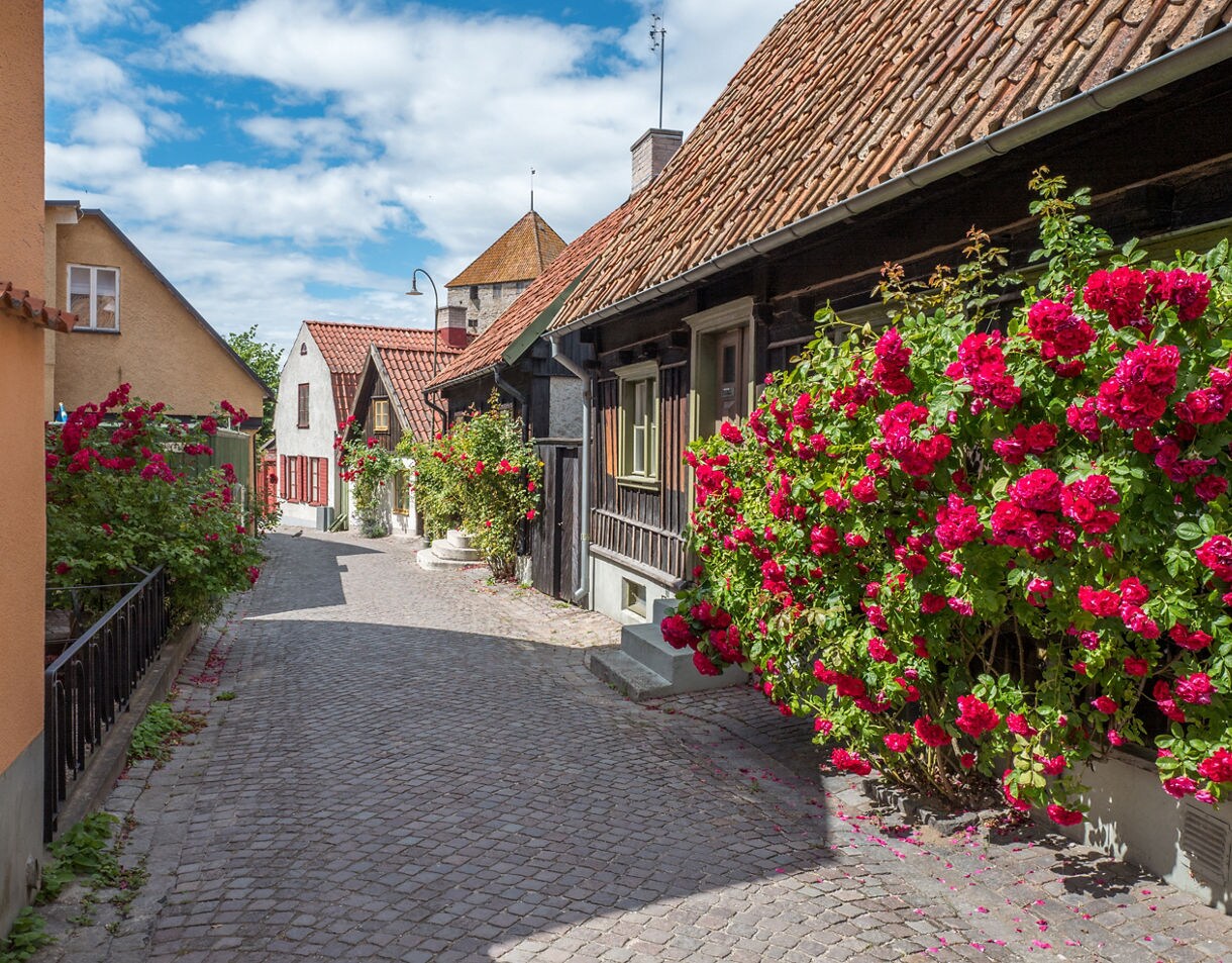 Narrow cobblestone street in Visby, Gotland, Sweden, with traditional houses draped in bright red rose bushes along the walls.