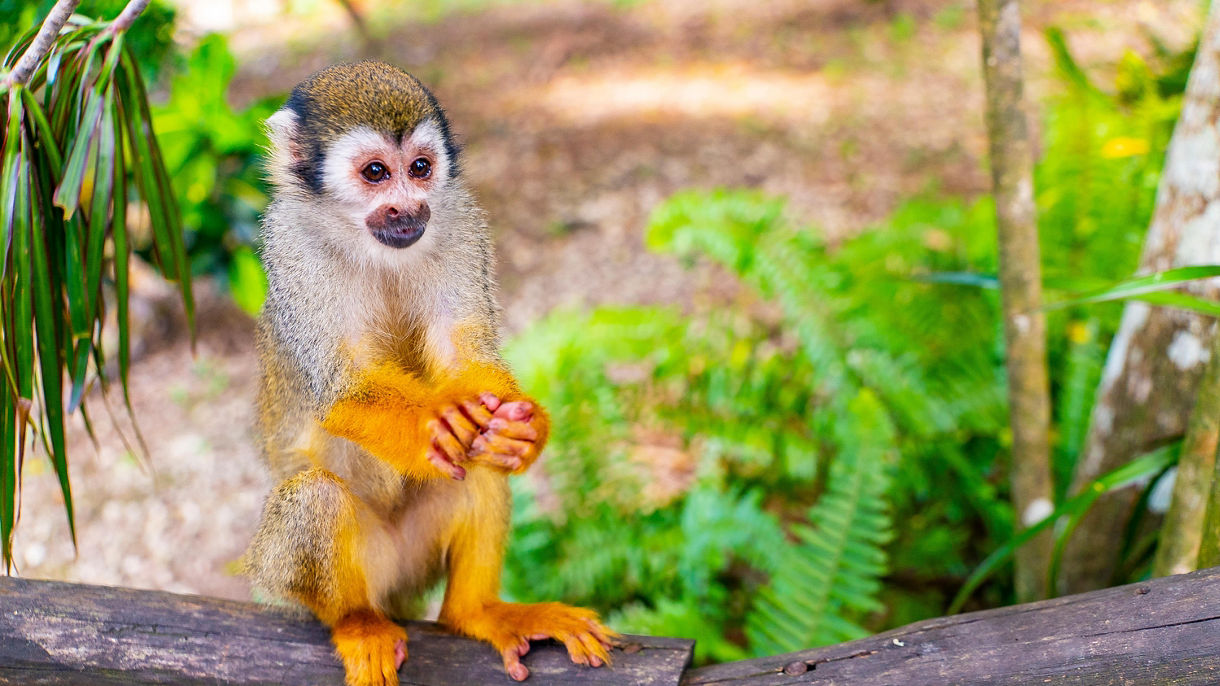 Monkeyland & All-Inclusive Lifestyle Beach Resort with Lunch