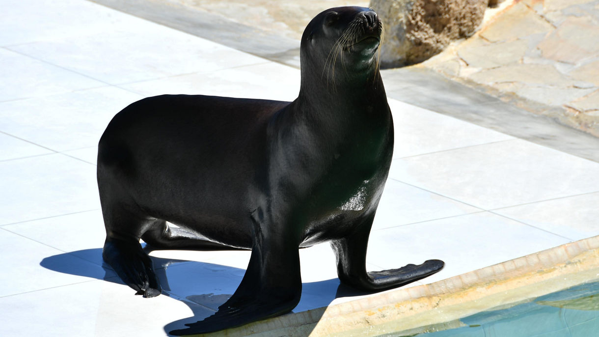 Puerto Plata City Sightseeing & Ocean World Day Pass