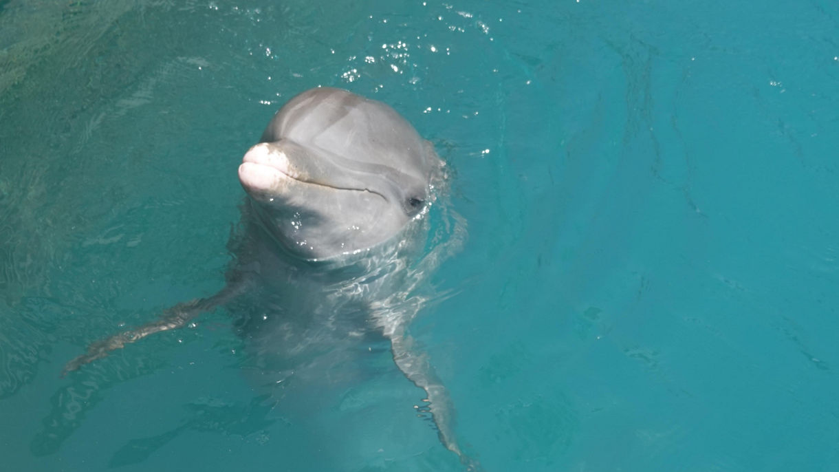 Puerto Plata City Sightseeing & Ocean World Day Pass