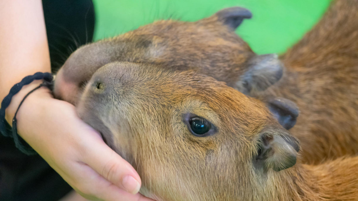 Capybara Meet & Greet with Ocean World Day Pass