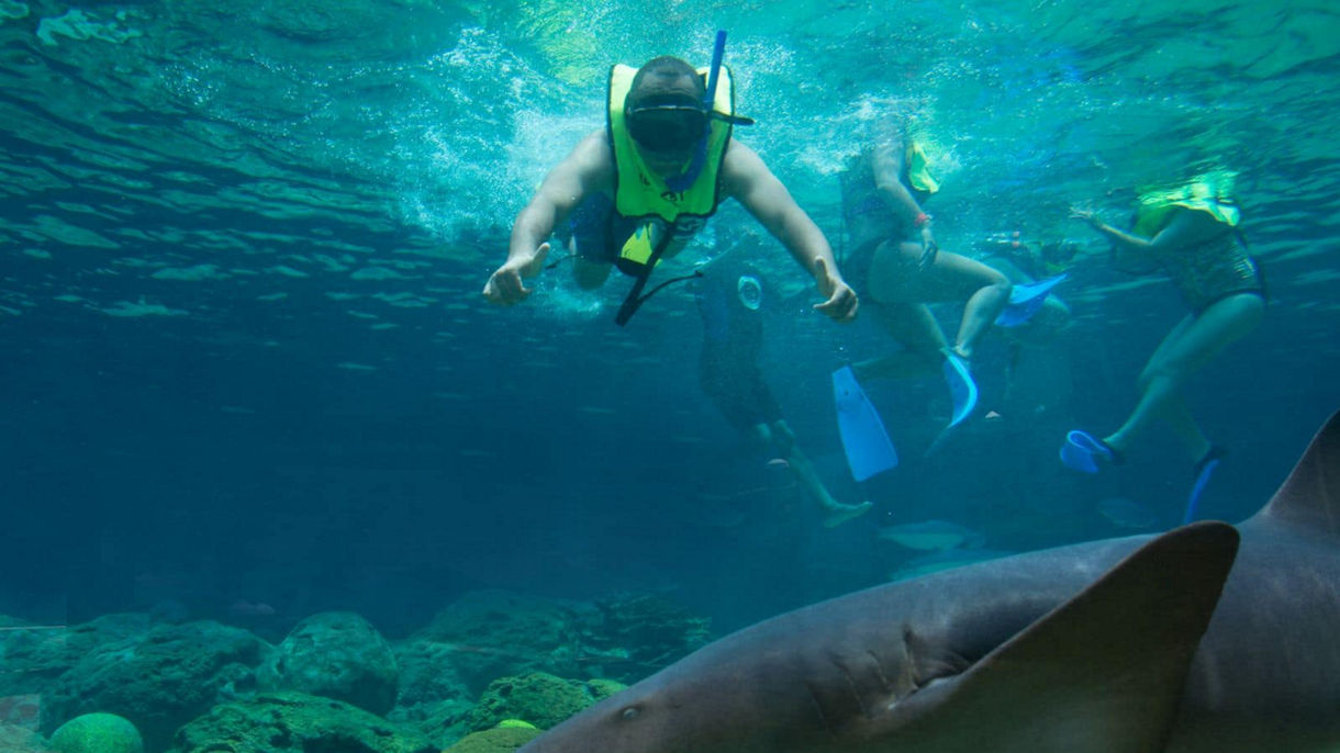 Dolphin, Sharks & Sea Lion Adventure at Ocean World with Lunch