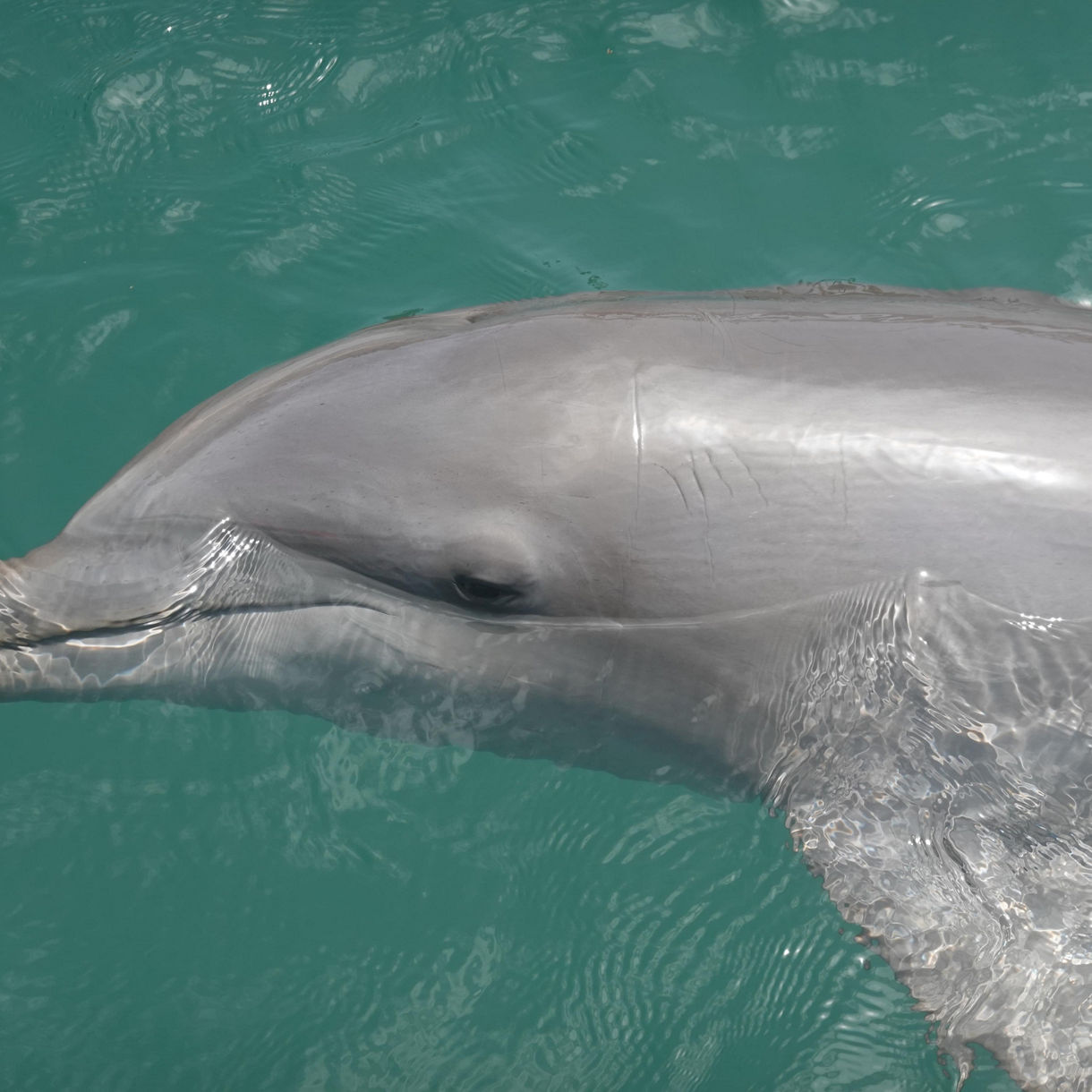 Dolphin, Sharks & Sea Lion Adventure at Ocean World with Lunch