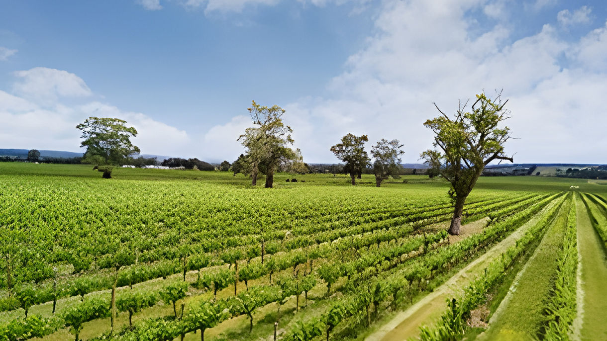 McLaren Vale Vineyards & Wine