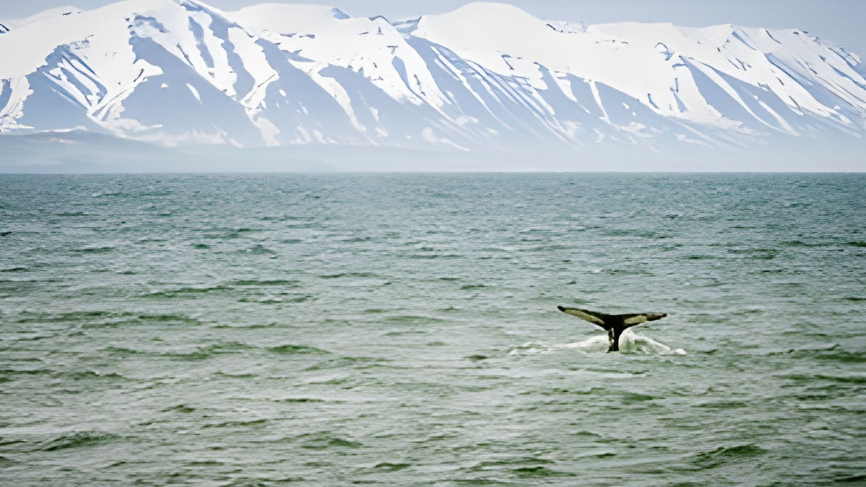 Whale Watching Adventure