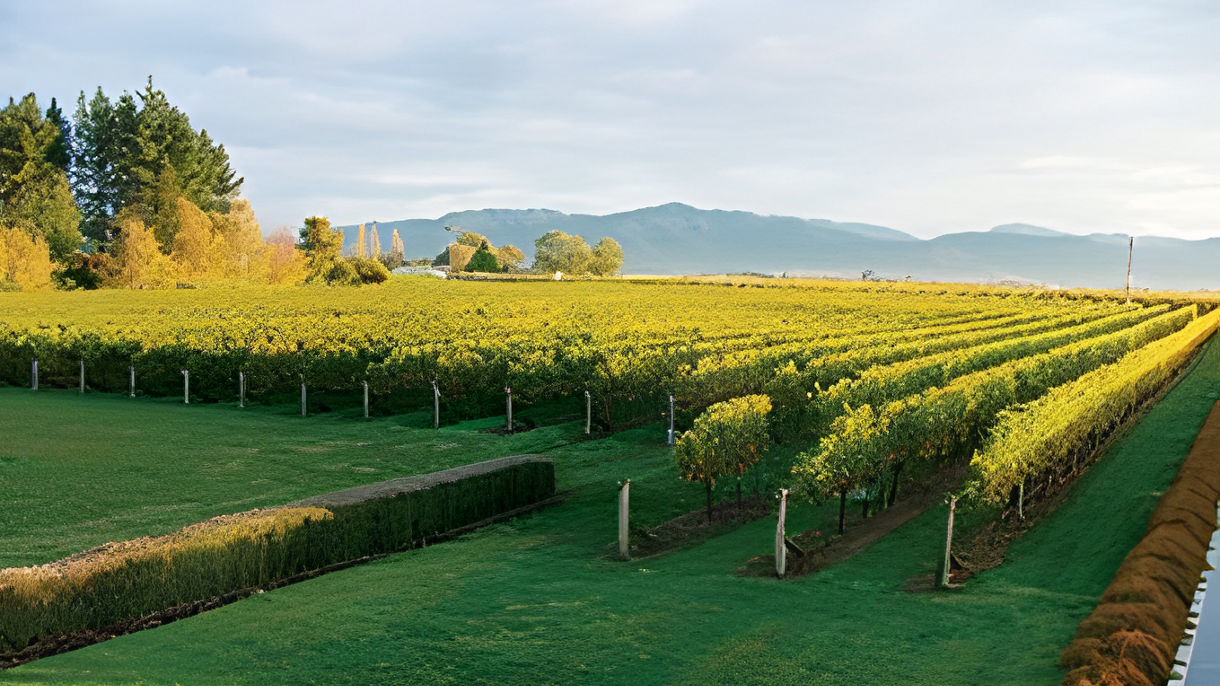 Auckland Wine Trail & Tastings