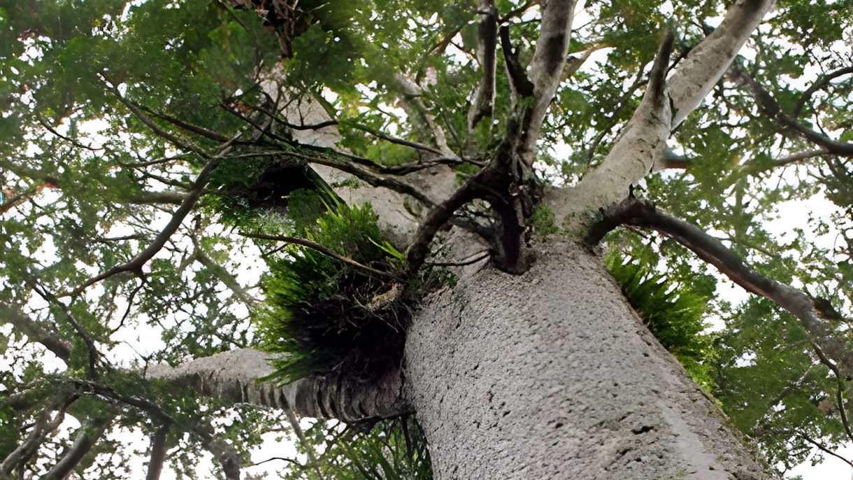 Piha Bush & Beach Eco Tour