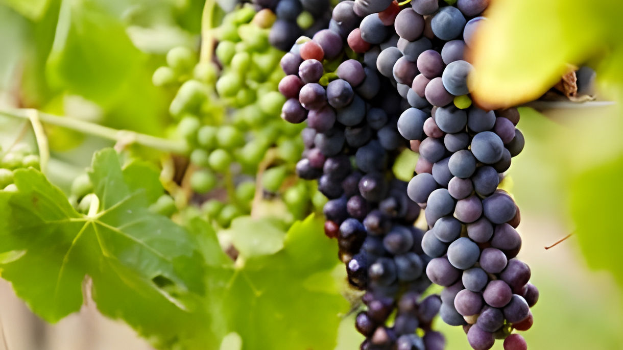 Southern Wineries and sights