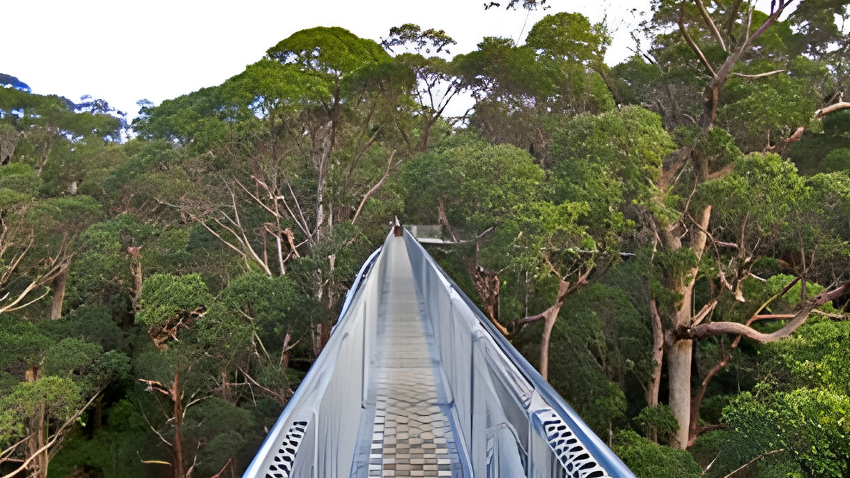 Valley of the Giants Treetop Walk