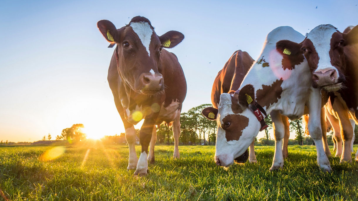 Marken & Volendam Dairy Farm