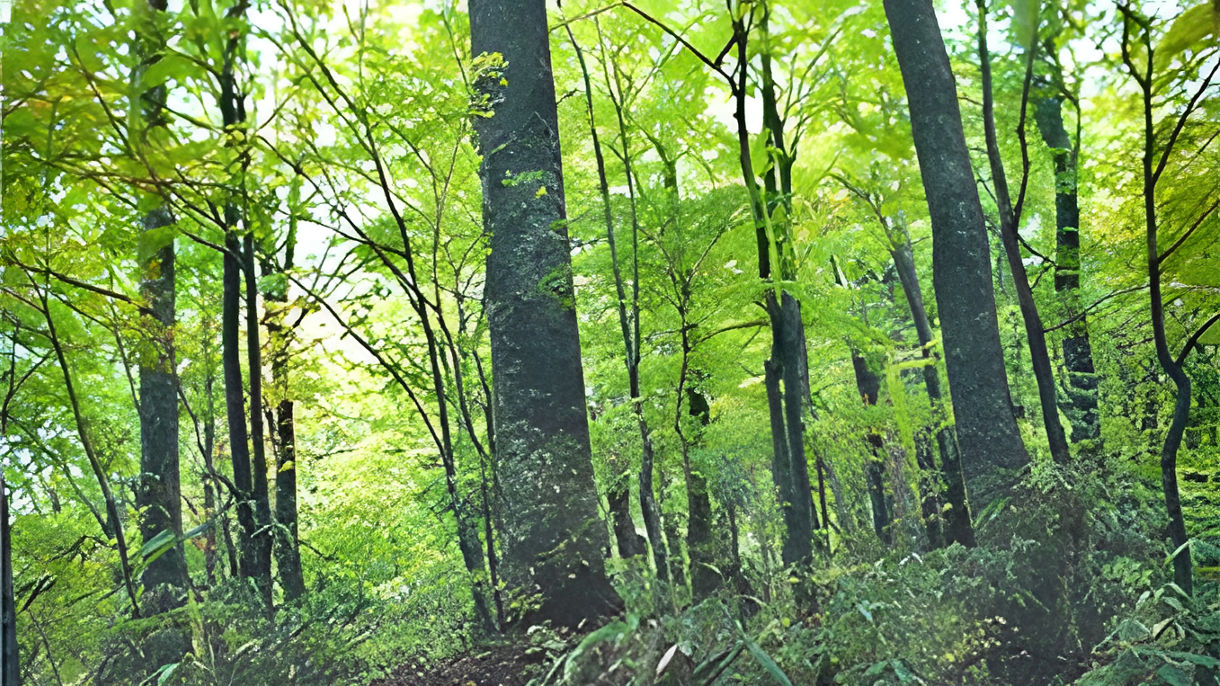 Local Connections: Walking in Shirakami Mountains