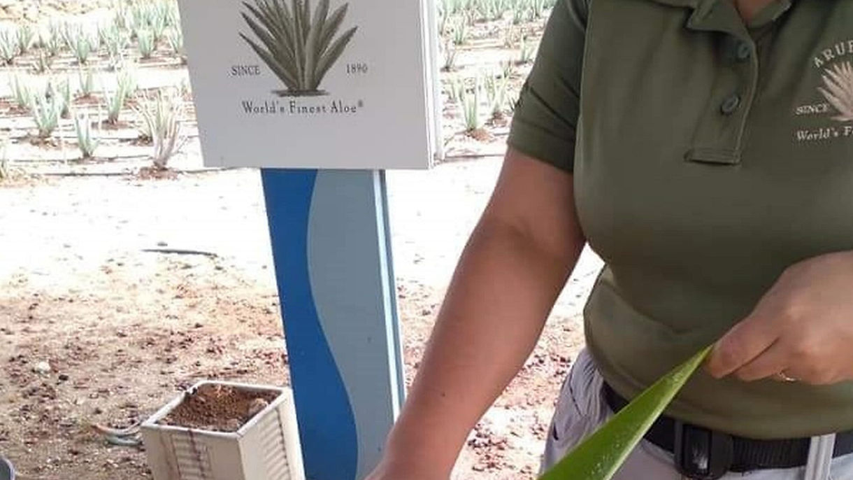 The Art of Aloe: From Plant to Product