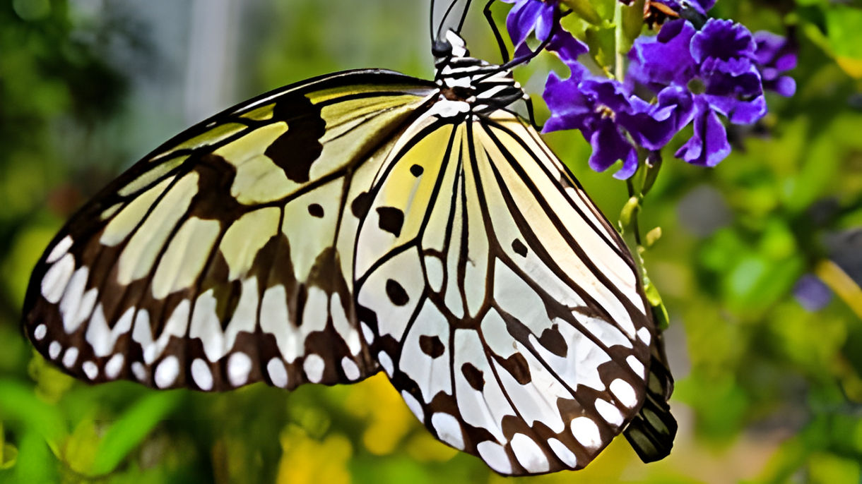Butterfly Farm, Rock Formations & Shopping