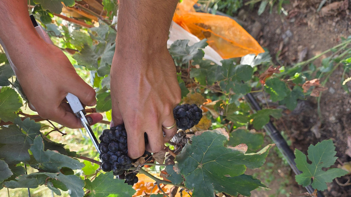 Alto Vista Winery & Rum Distillery Experience