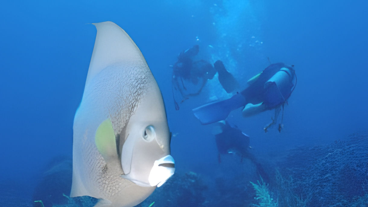 Certified Scuba Diving & Antilla Shipwreck (Two Sites)