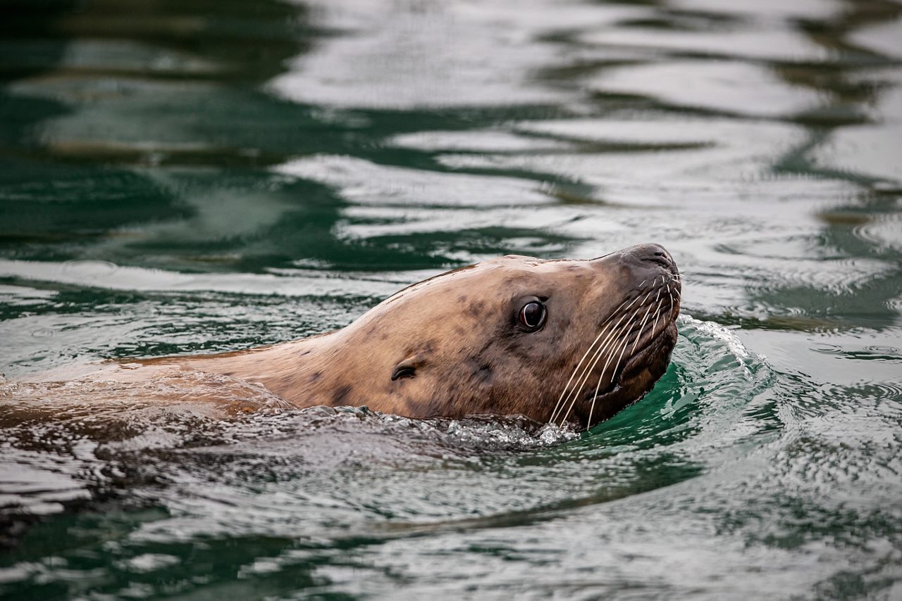Brown sea lion swimming at surface with head above water and whiskers visible against dark green water.
