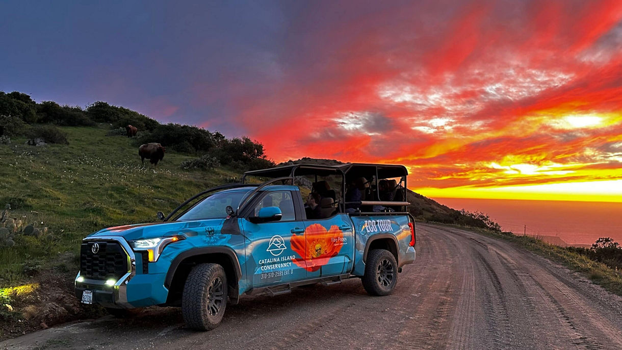 Catalina Conservancy Eco Adventure