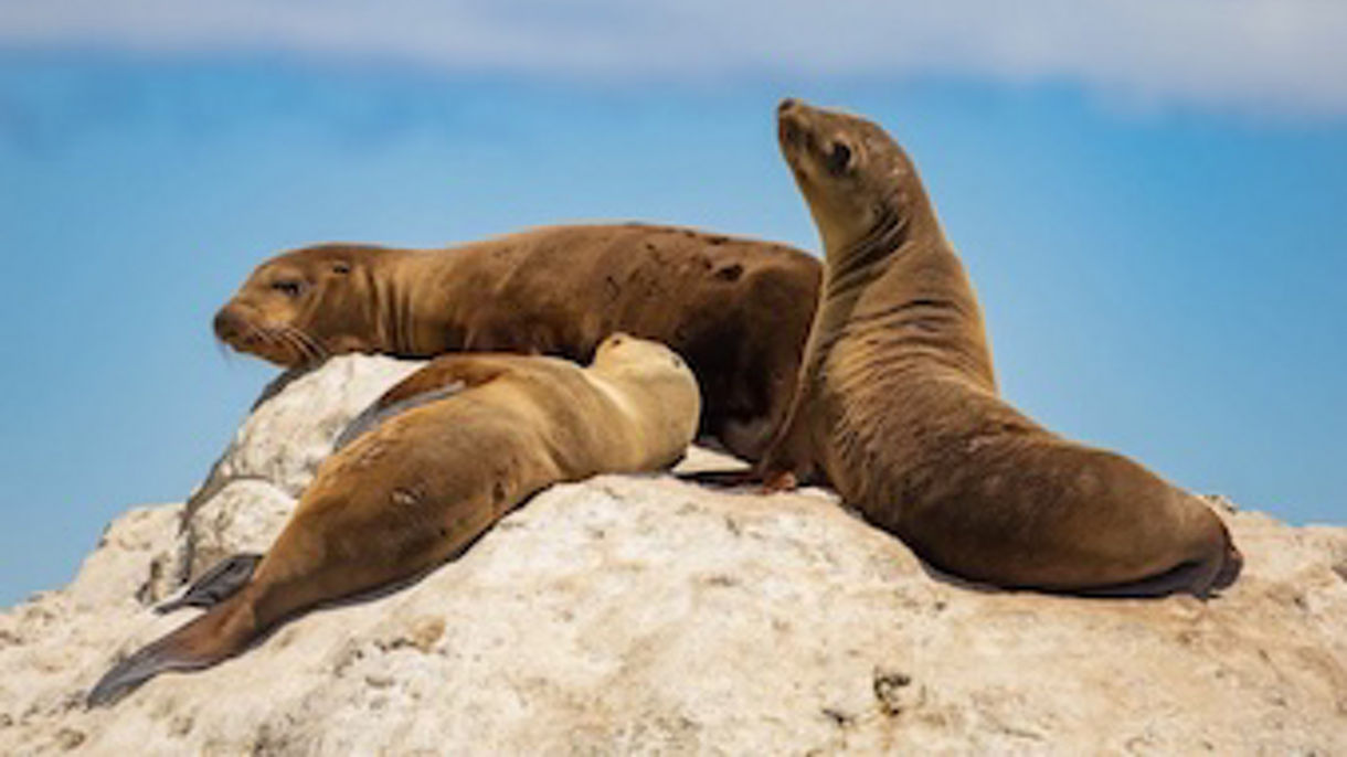 Seal Rocks Safari Cruise: A Small-Group Experience