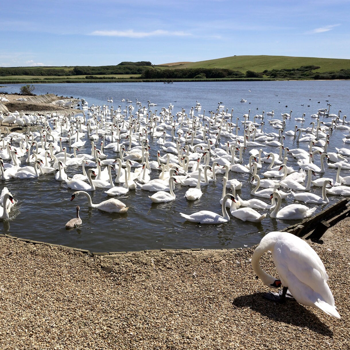 Scenic canal in Ghent, Belgium, with a boat carrying passengers under a red canopy, colorful flowers in the foreground and historic gabled houses along the water.