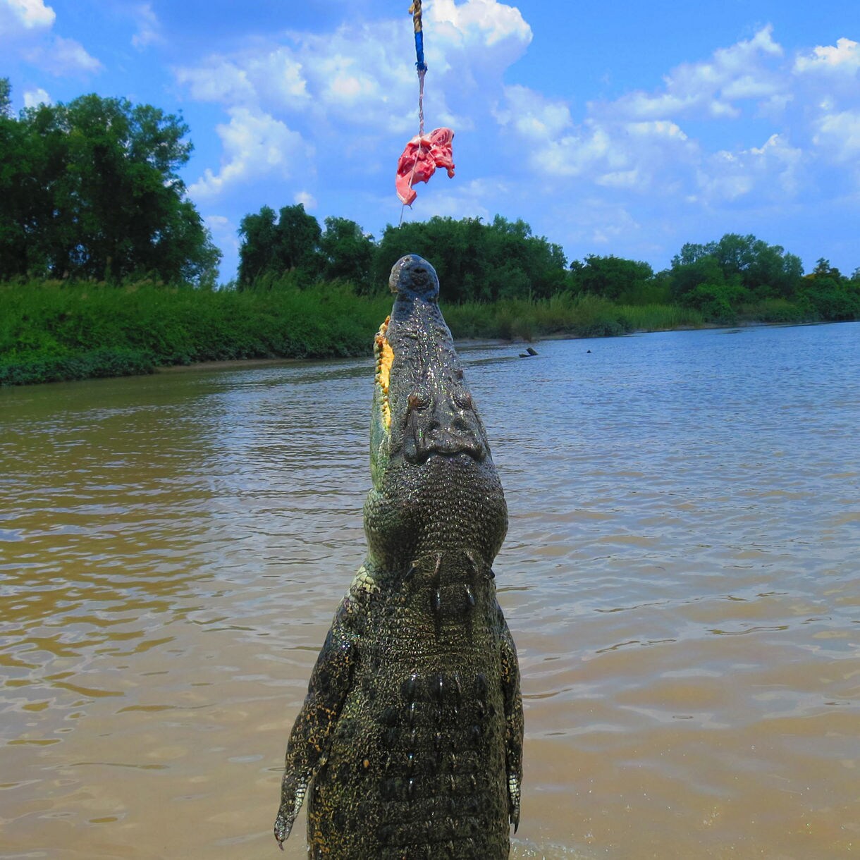 Large crocodile rising vertically from muddy river water toward bait dangling from a line during a jumping crocodile cruise on the Adelaide River.
