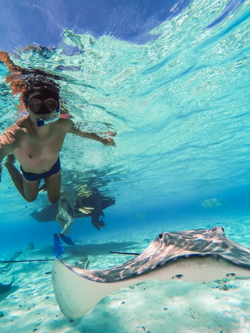 lone stingray swimming underwater