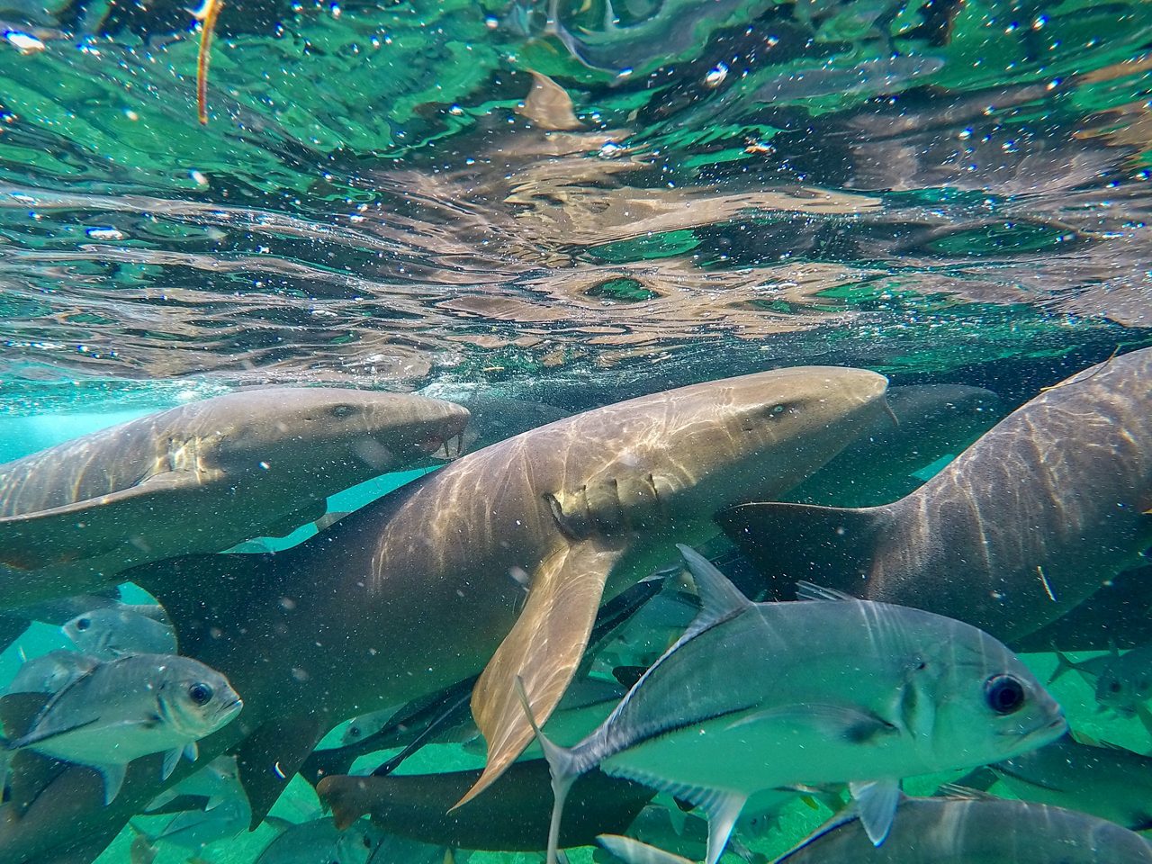 Caye Caulker shark & ray encounter