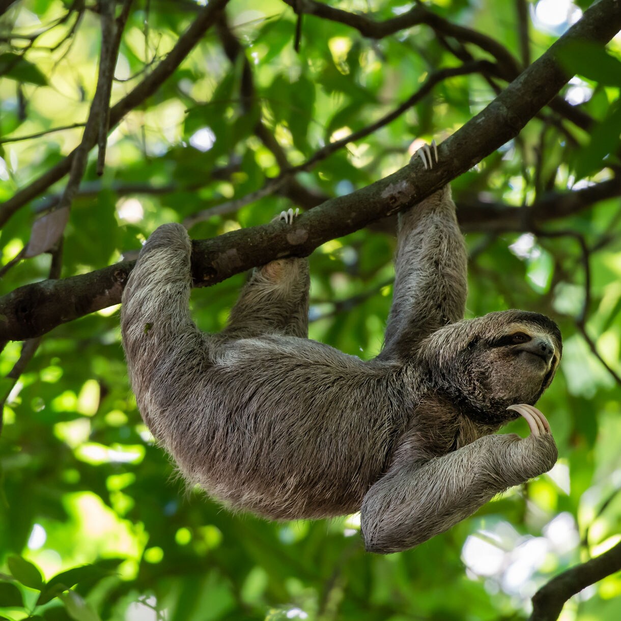Sloth climbing in a tree in Costa Rica