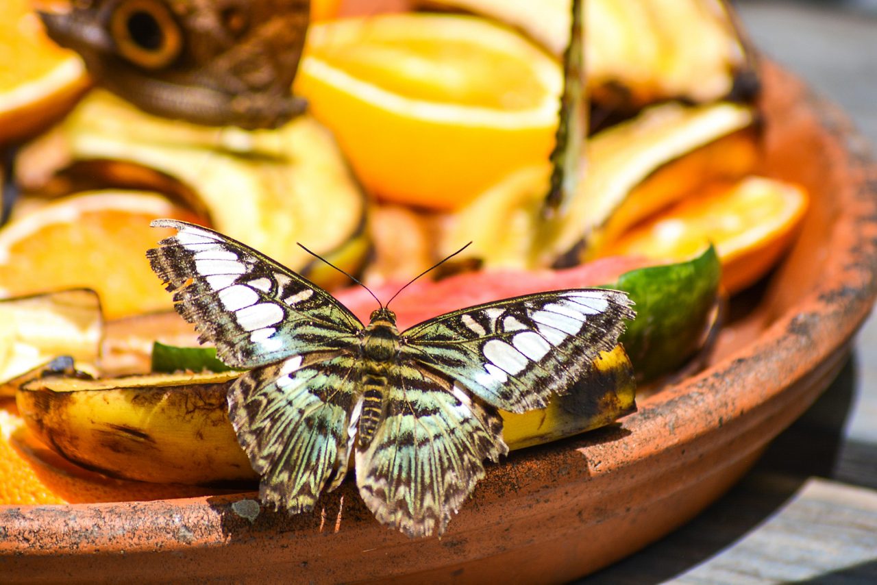 Butterfly farm, rock formations & shopping