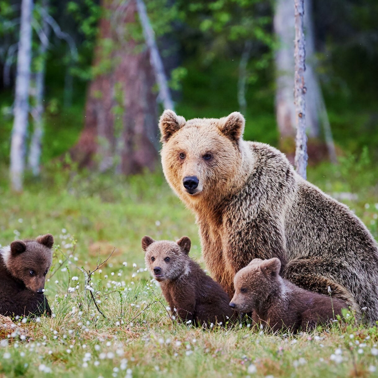 A large brown bear sits in a grassy meadow covered in tiny white wildflowers with three small cubs. Green trees populate the soft-focus background.