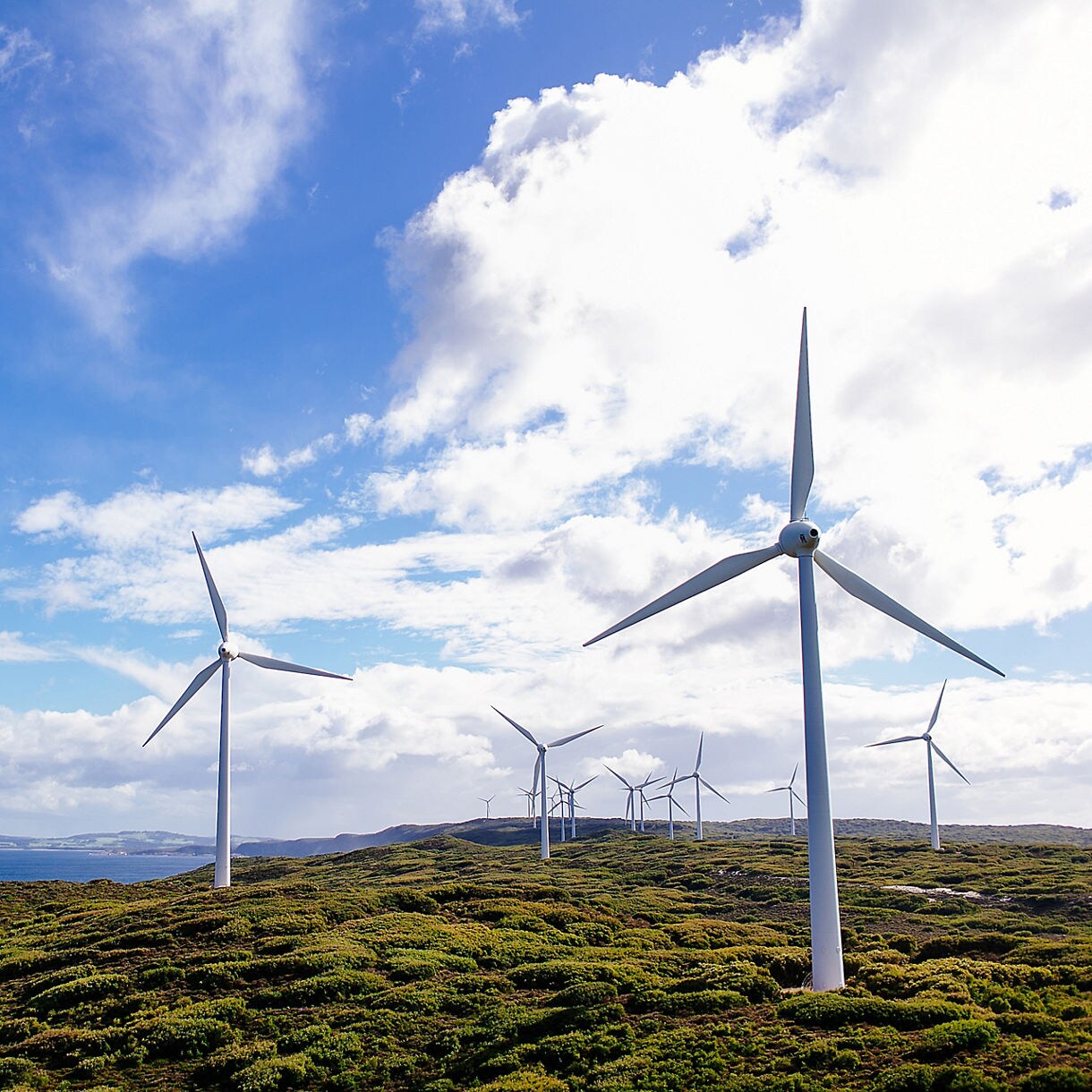 Rows of tall white wind turbines standing on green coastal hills under a bright blue sky with scattered clouds.