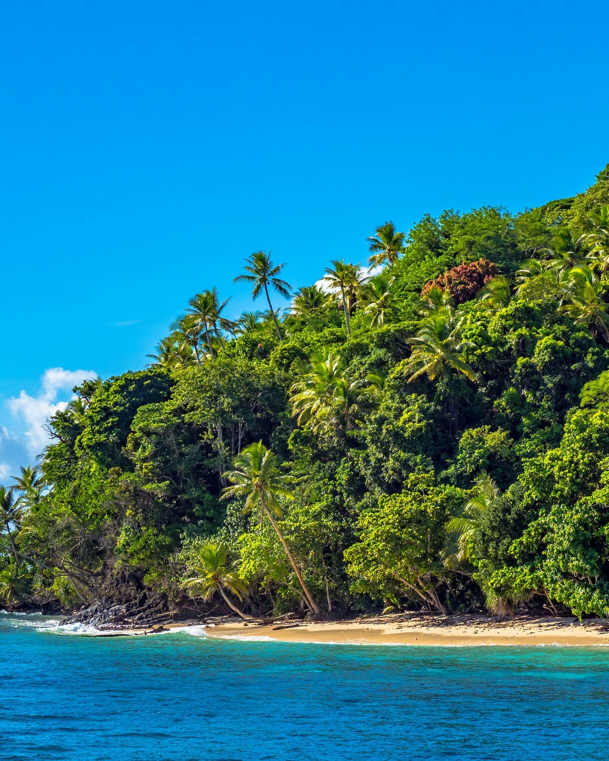 Lush green hillside packed with palm trees and dense rainforest rising above a small sandy beach, bordered by bright blue ocean under a clear sky.