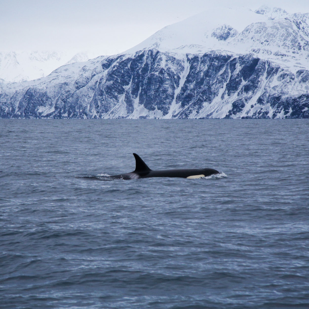 Orca surfacing in the cold waters of Altafjord with snow-covered mountains in the background.