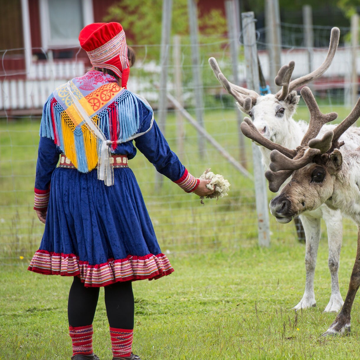 Person in colorful Sámi clothing feeding two reindeer inside a fenced grassy enclosure.