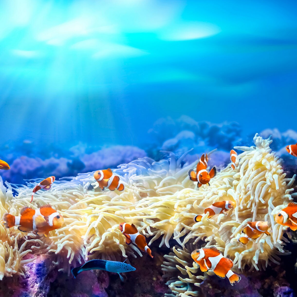 A group of orange-and-white clownfish swimming among soft corals and sea anemones under sunlit blue water.