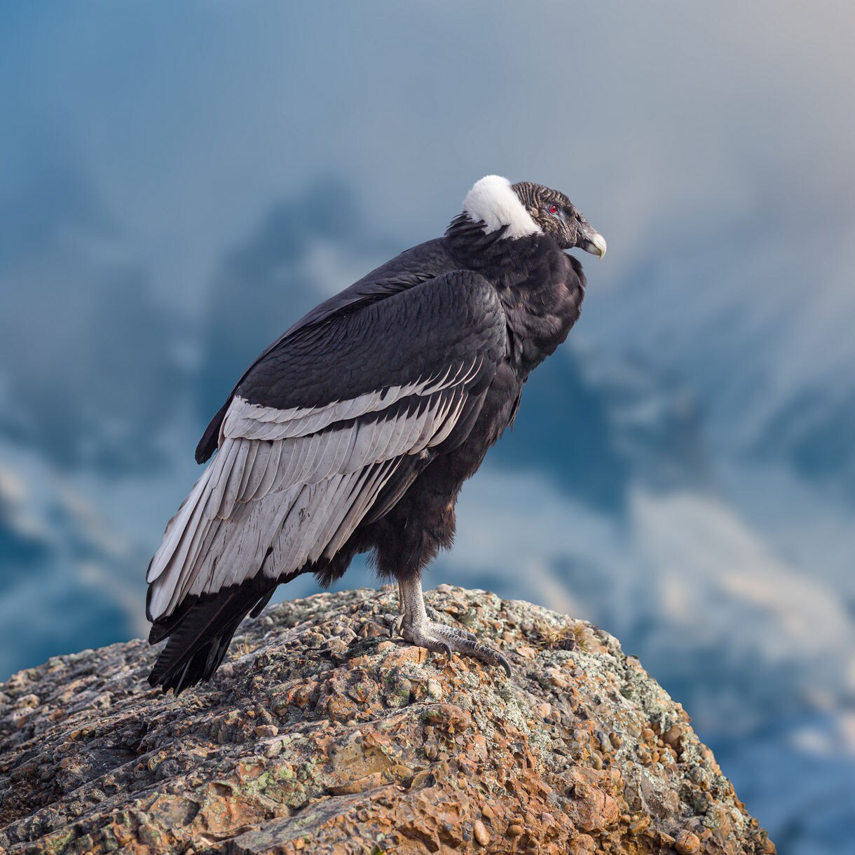 Close-up of an Andean condor perched on a rugged rock, showing its black plumage, white neck ruff and broad gray-edged wings with blurred mountains behind it.
