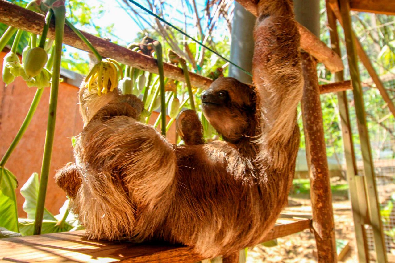 Sloth