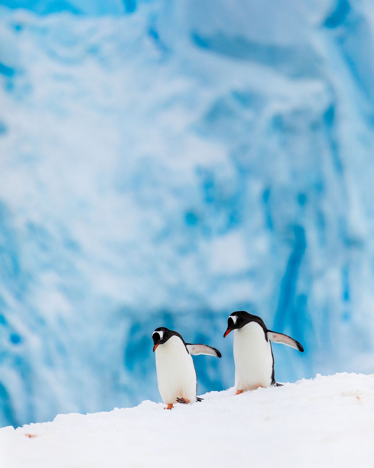 Two penguins standing on a snowy ridge with a towering blue glacier forming a soft, icy backdrop.