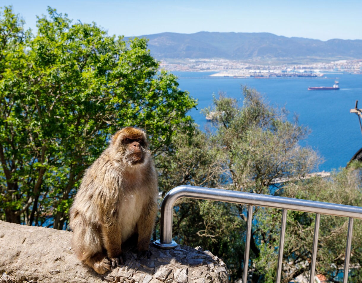 A Barbary macaque sitting on a stone ledge beside a railing, with trees and blue water stretching out toward distant mountains.