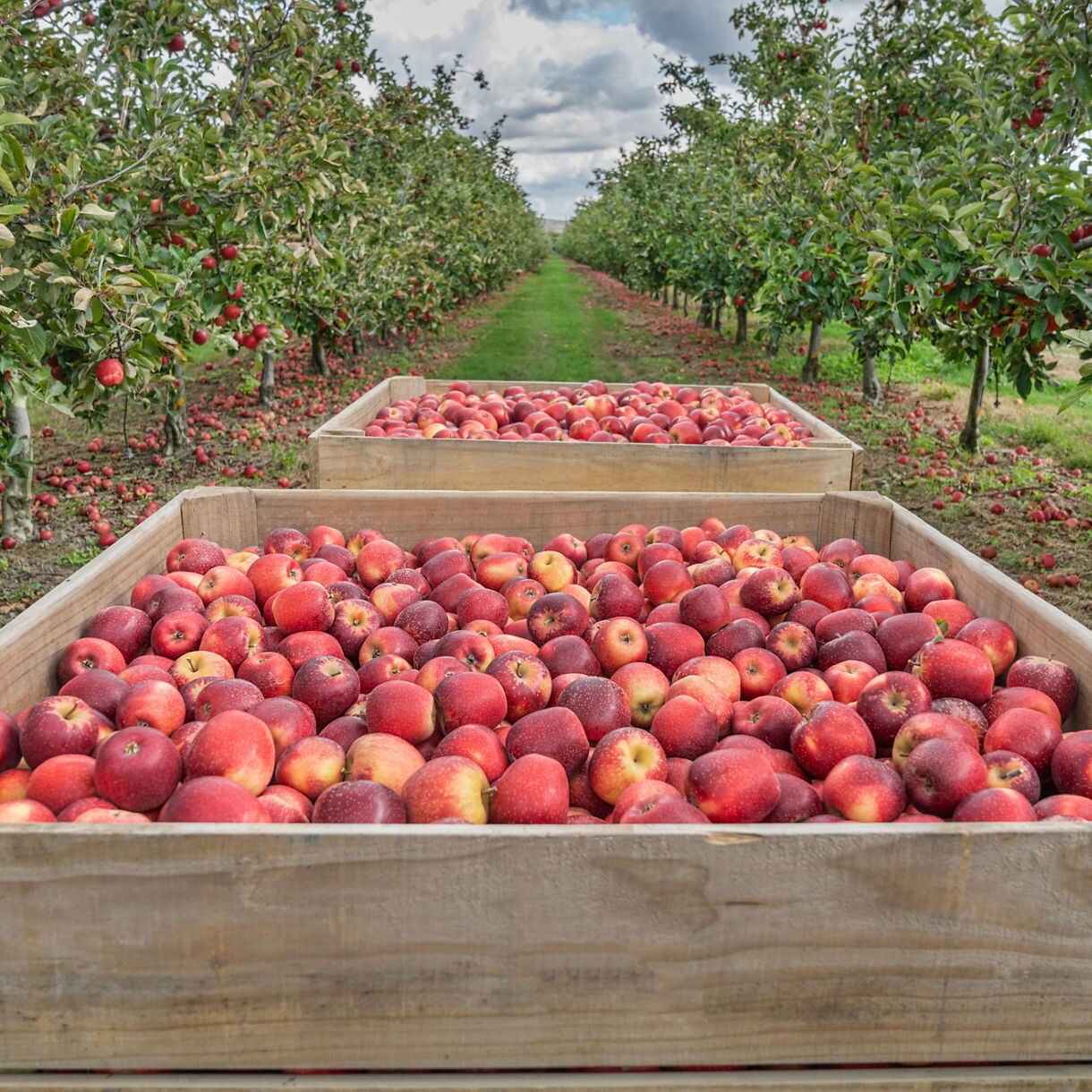 Crates filled with bright red apples in a large orchard with rows of apple trees and fallen fruit on the ground.