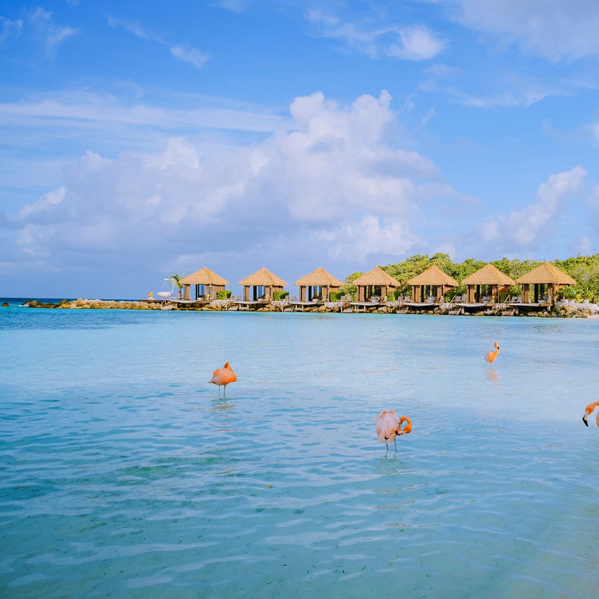 Several pink flamingos wading in the clear turquoise water of an Aruba beach lined with thatched bungalows palm trees and lounge chairs under a partly cloudy sky.