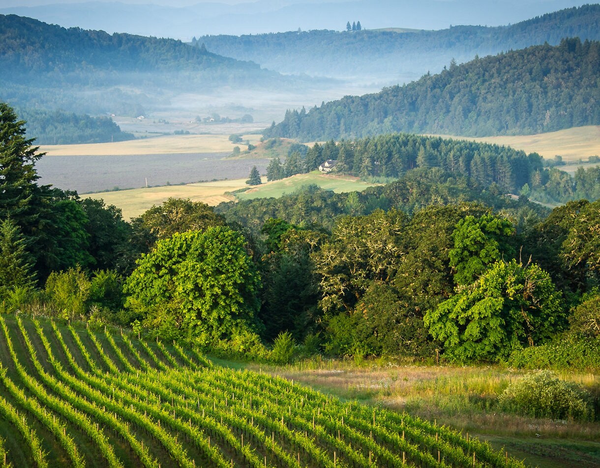 Panoramic view of Willamette Valley with neat vineyard rows in the foreground, dense green forests beyond and layers of mist settling over distant hills.